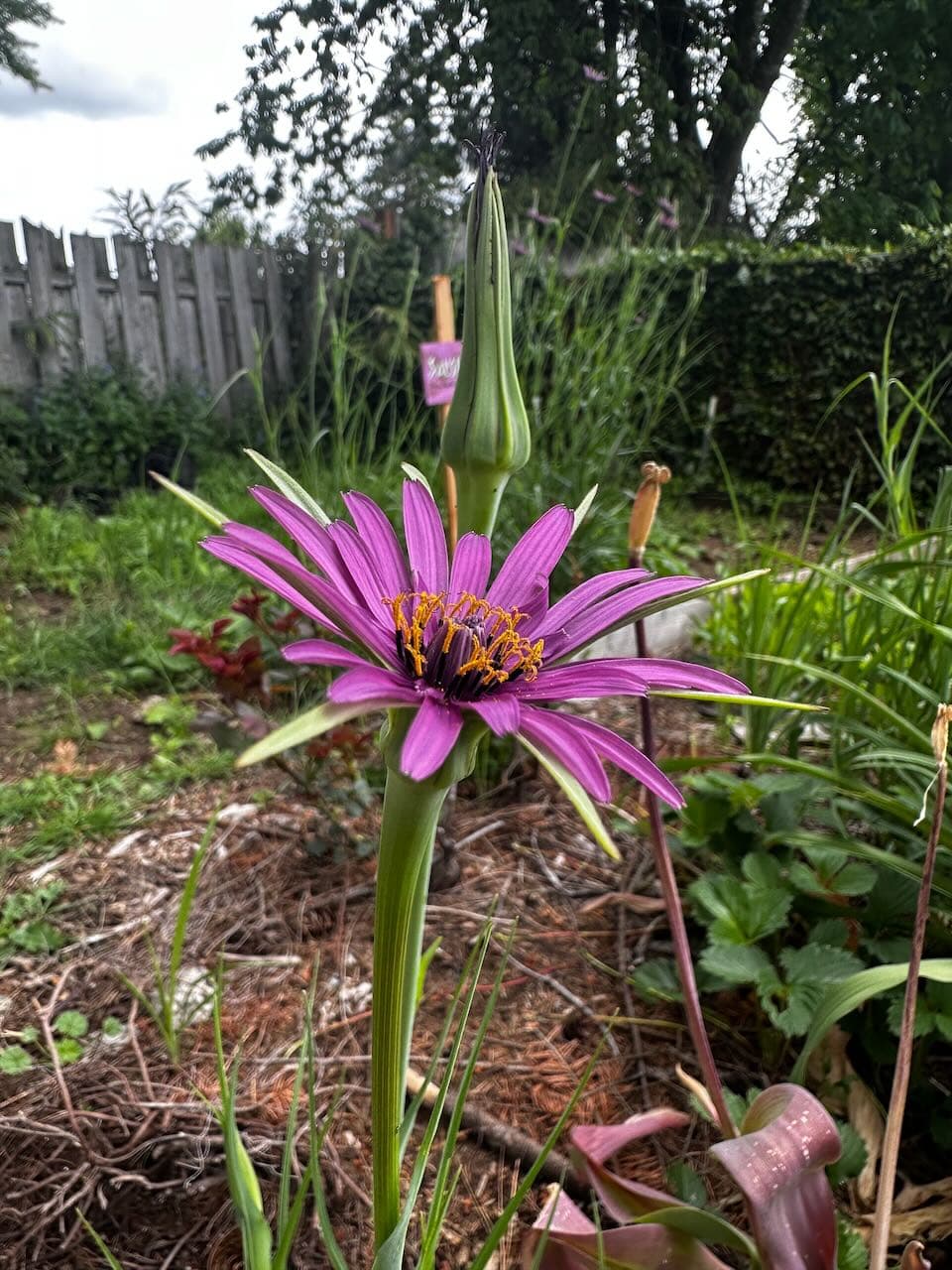 Salisify bloom from 2025 -- not a bulb flower! Hit me up if you want seeds!
