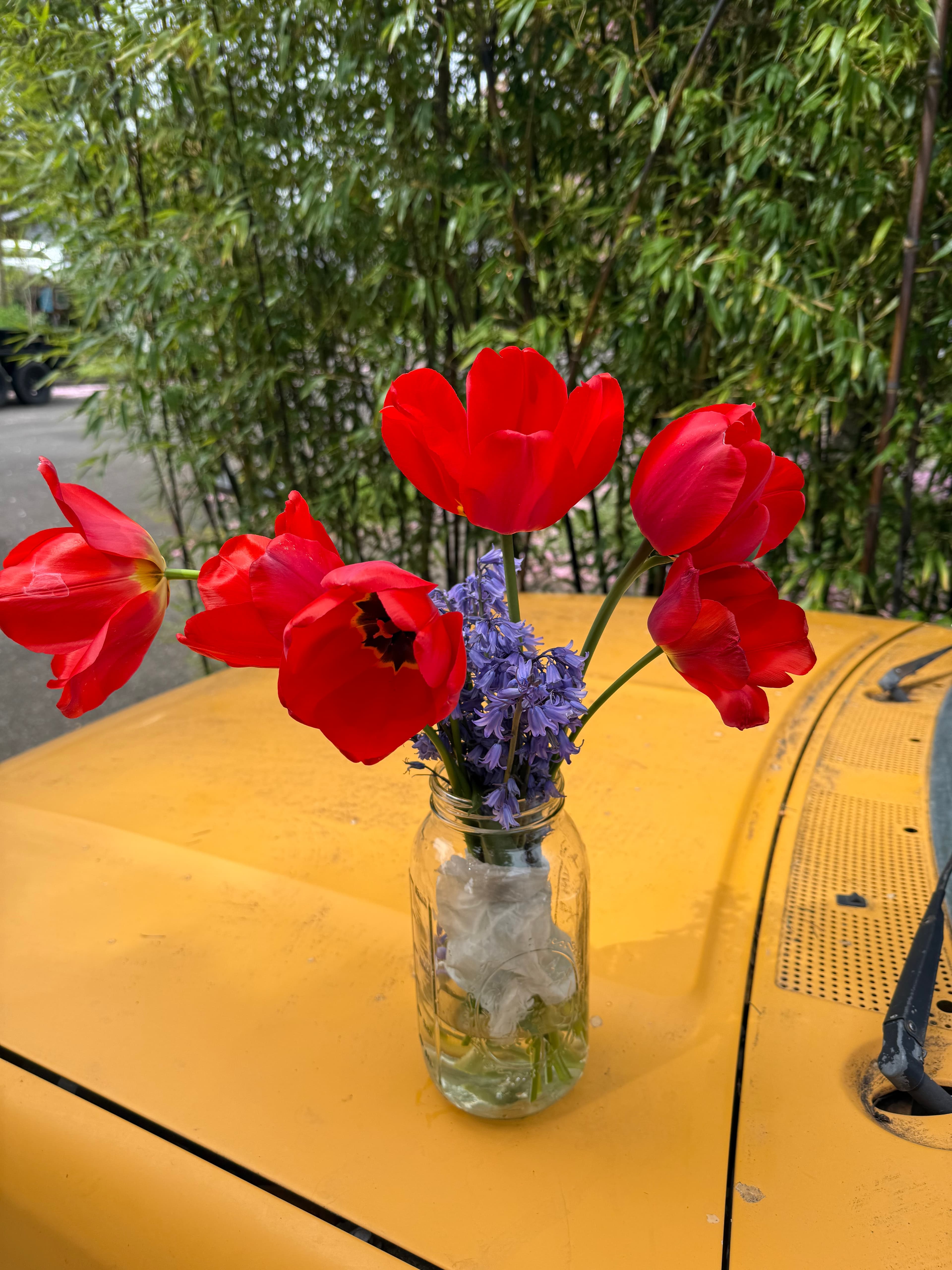 Tulips in April Montavilla