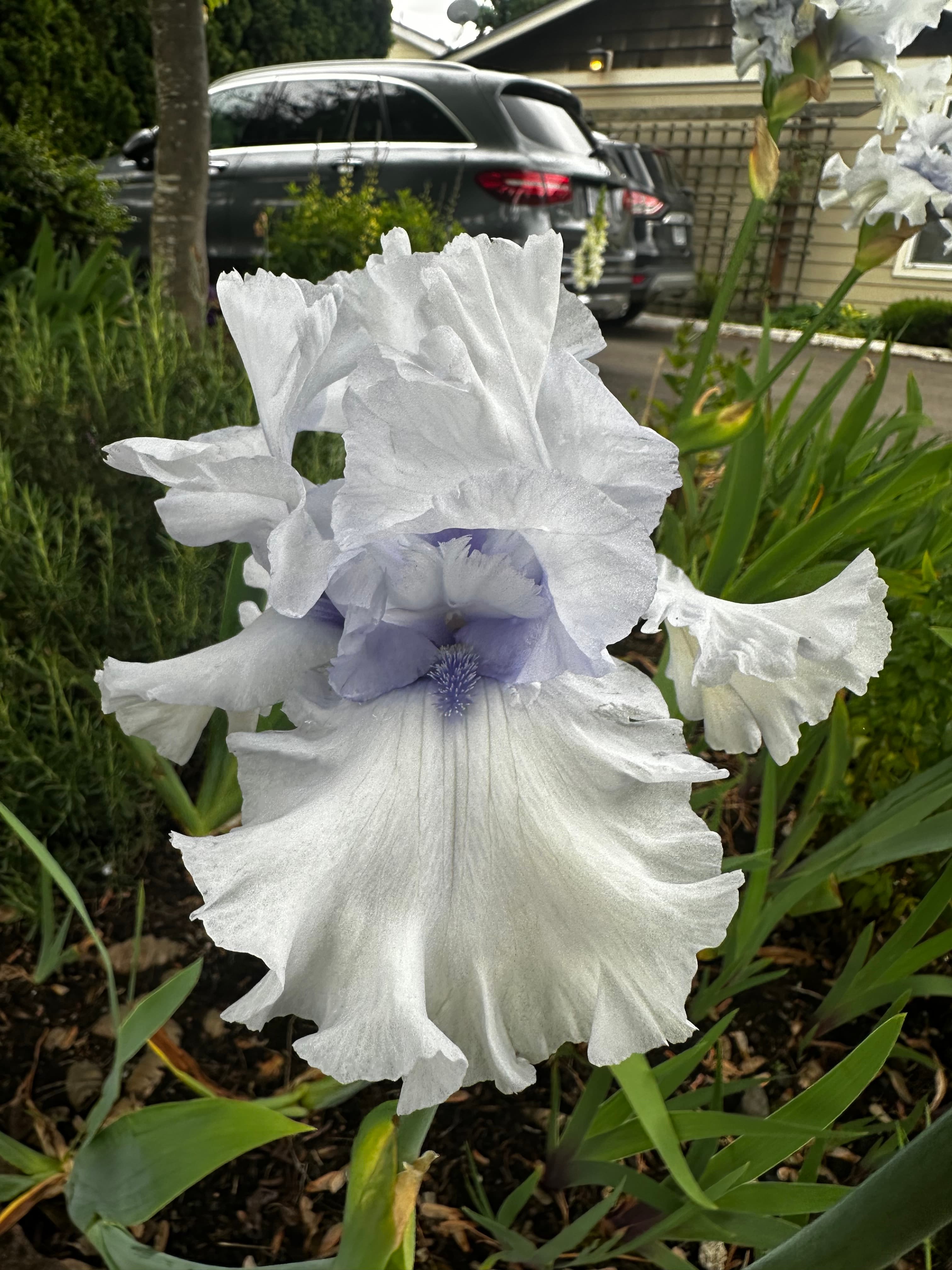 Who is this blue belle?