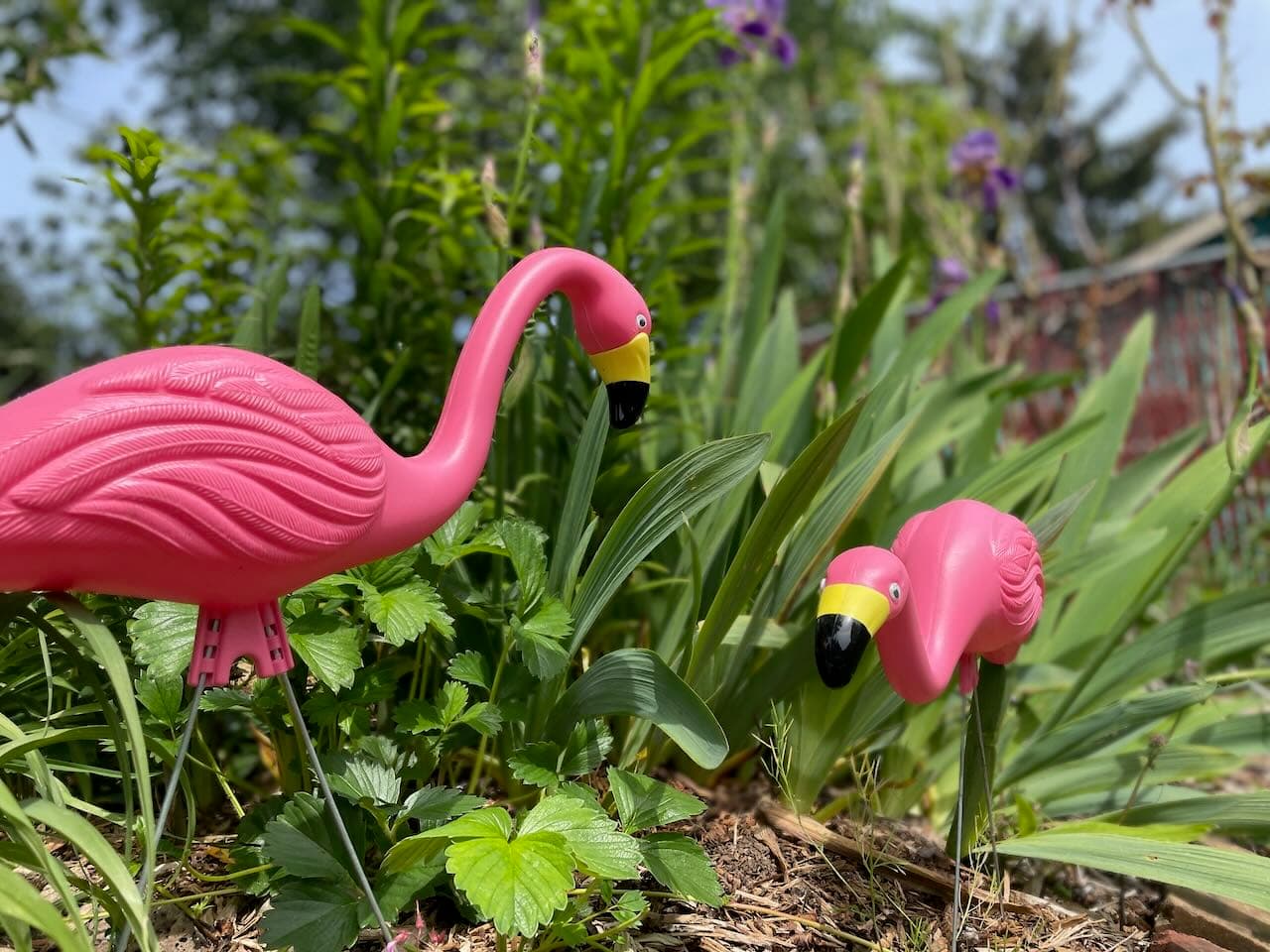 You've got friends in my garden