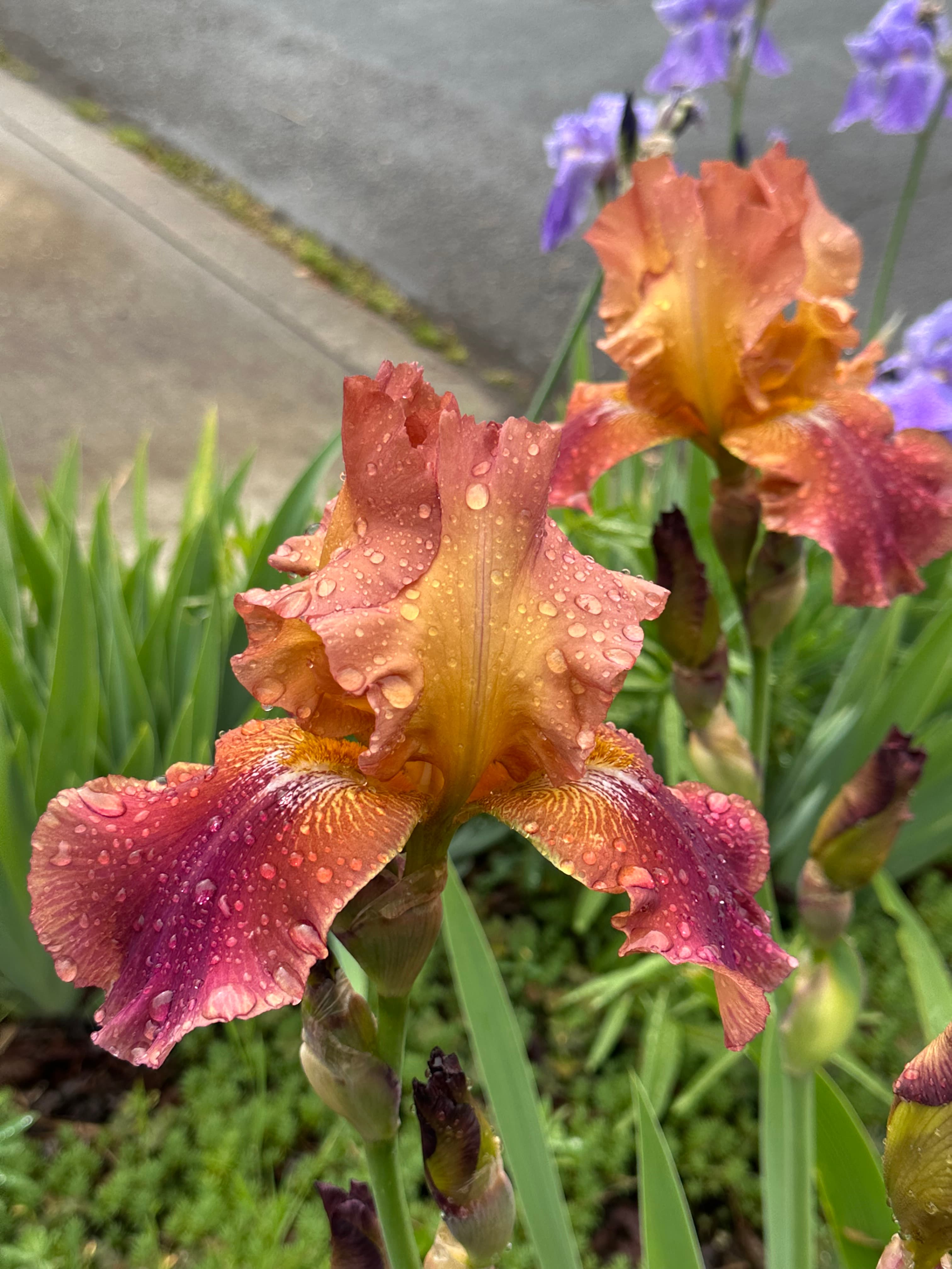 From the walking photo catalog! Sunset?